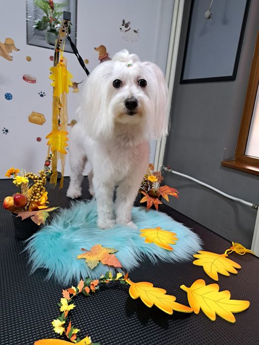 Frizerie coafura canina