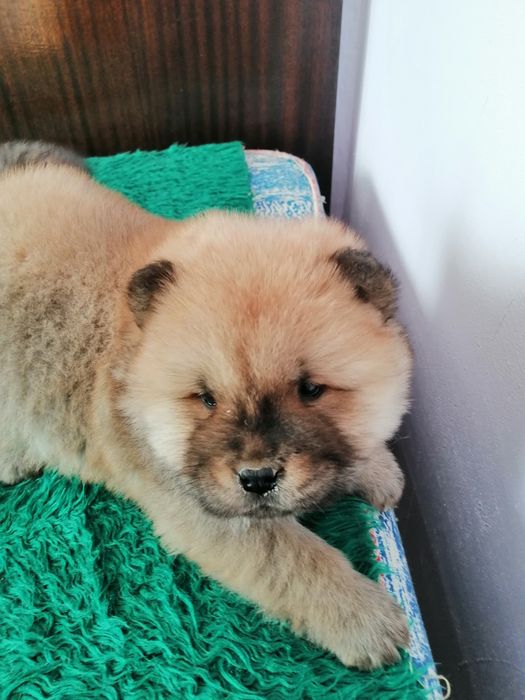 Животни кучета чау чау