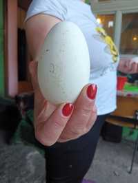 Vând oua de gâscă Toulouse
