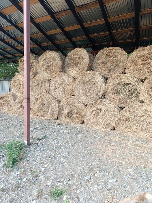 Vând baloți de lucerna