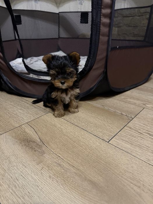 Мини йокширски териер / Мини йорки