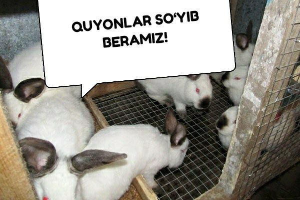 Quyonlar bor immunitet ko‘taruvchi