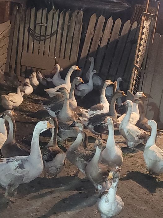 Vând gâște Românești
