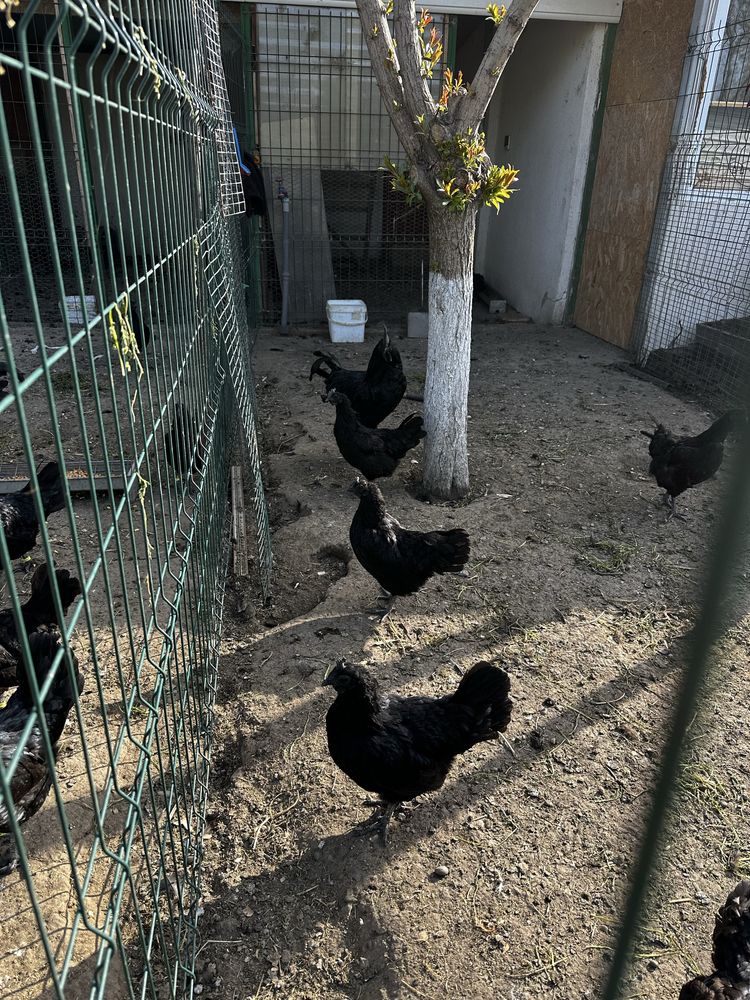 Ayam Cemani gaini