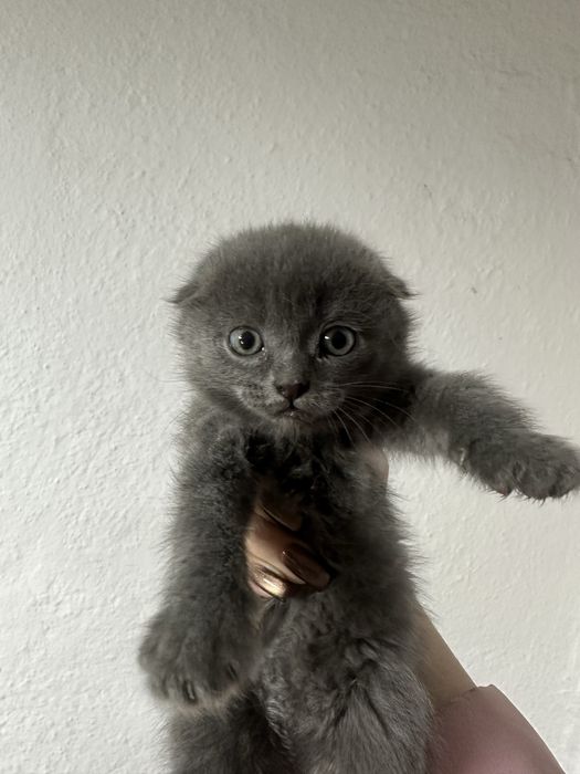 Британские вислоухие котята ищут дом!