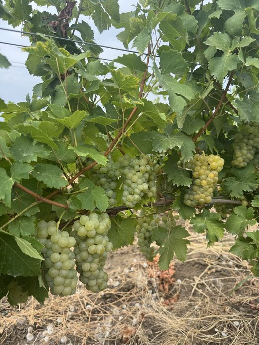 Vand struguri Muscat Ottonel pentru vin.