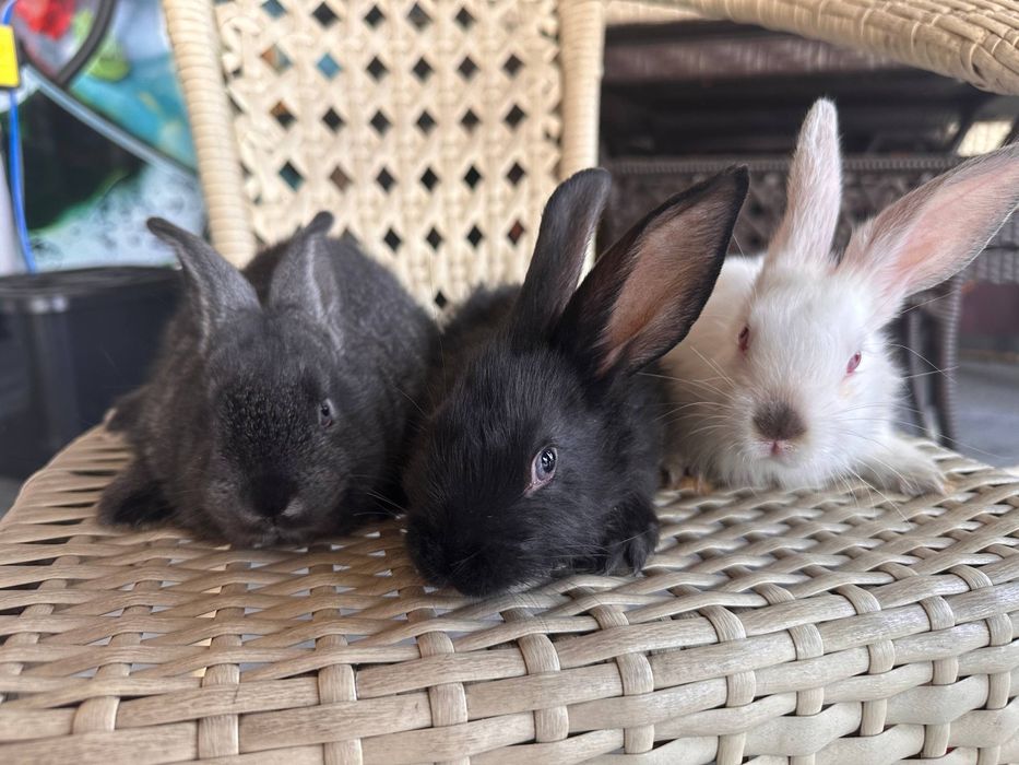 Quyon bolalari arzon narxlarda