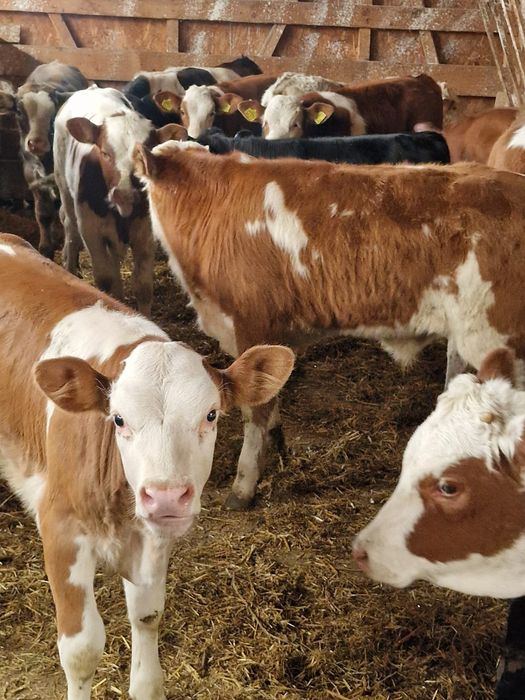 Aduc viței de rasă pe comandă dumneavoastră!!