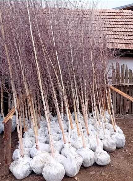 Mesteacan Alb betula Pendula , Planta Toamnei