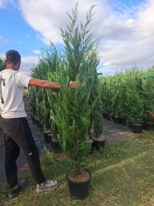 Gazon rulou sport tuia leylandii