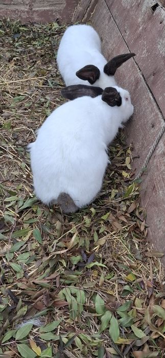 Vând iepuri uriași de Transilvania