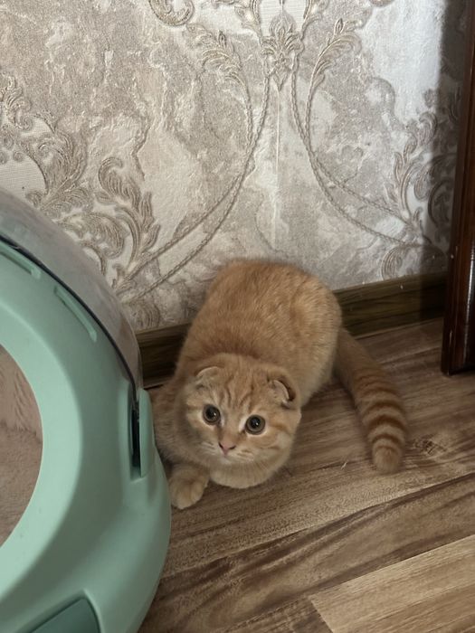 Scottish fold sotiladi 4 oyli