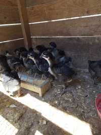 Vand pui Australorp au 30 de zile