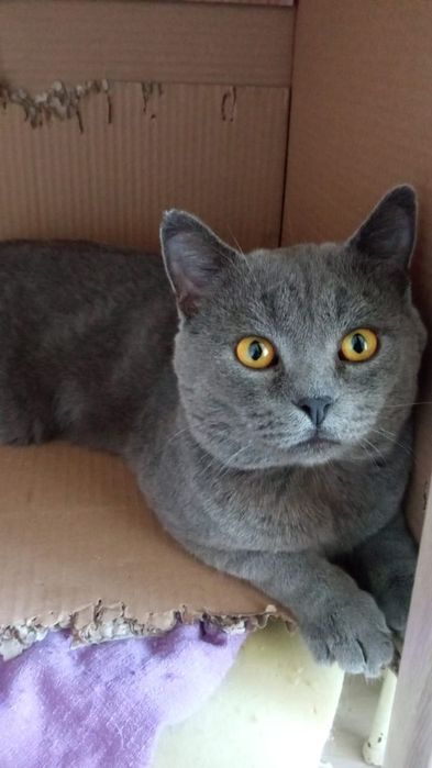 Котик в самые любящие руки