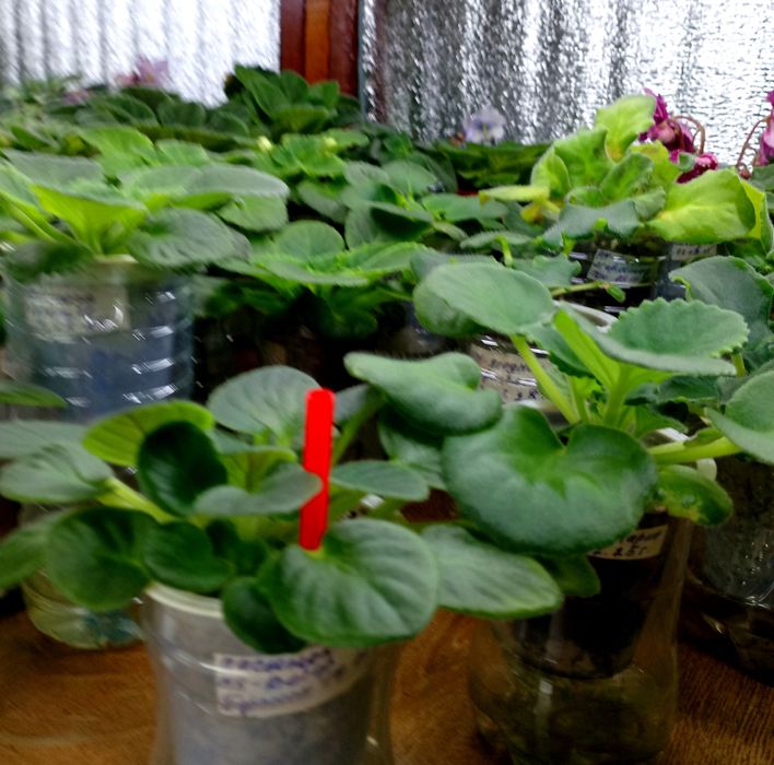 Продам детки сортовых фиалок, глоксиний