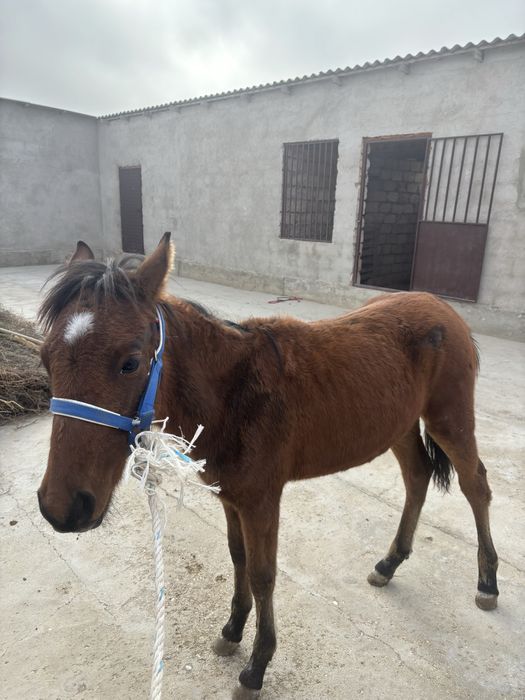 Жылқы Жабағы сатылады