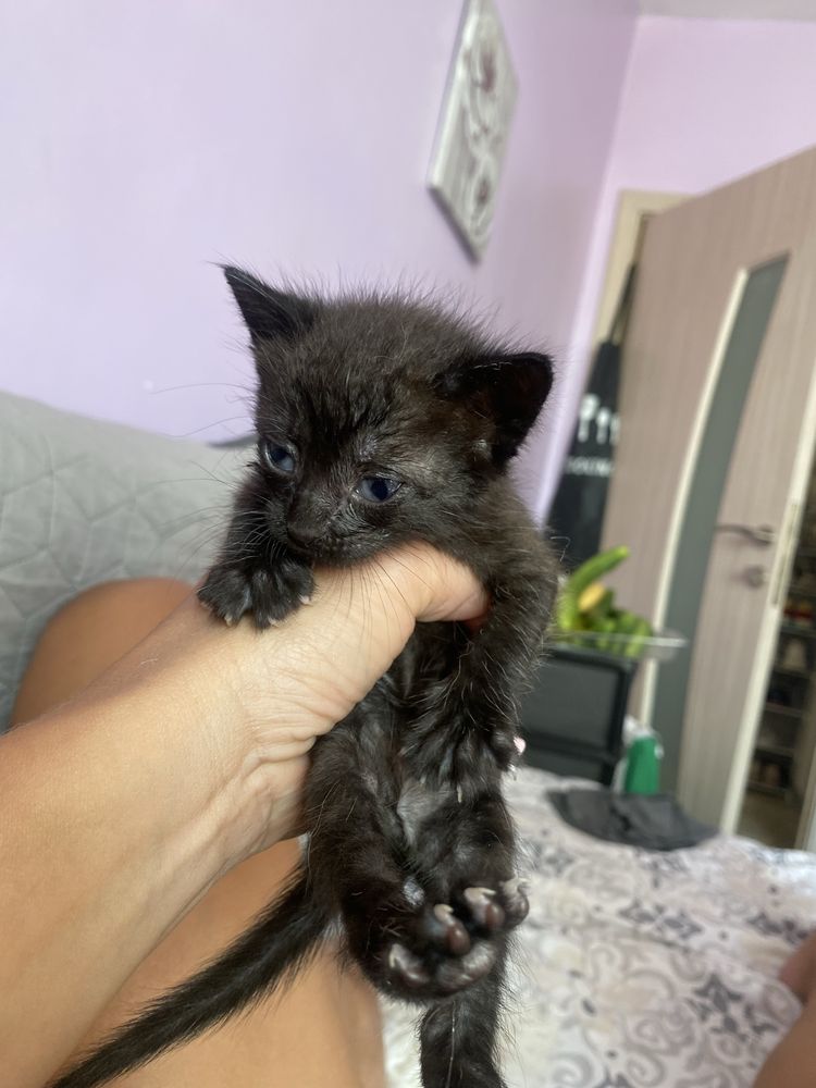 Подарявам котета
