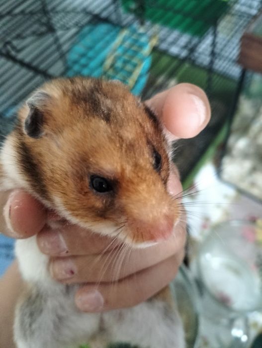 Хомечиха продам срочно