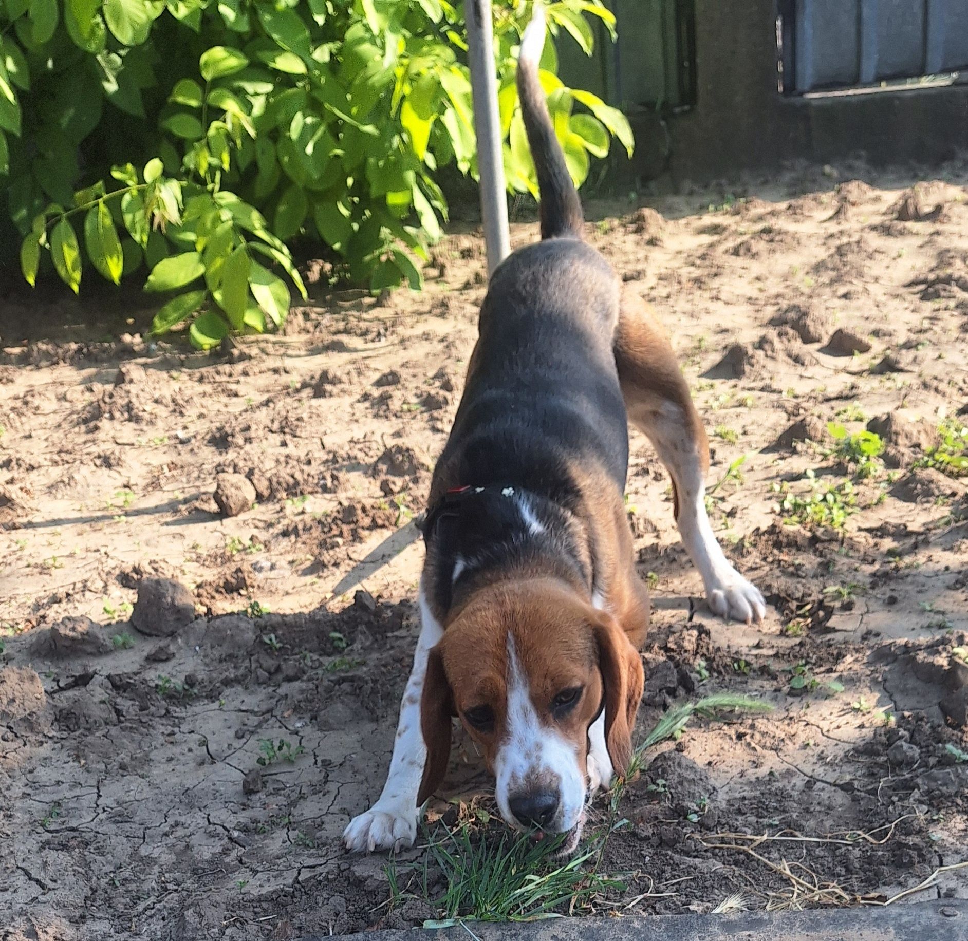 Oferta! Beagle, baietel, la un pret mic