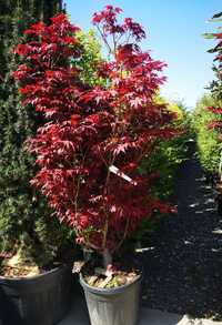 Artar japonez  ( acer palmatum) arțari japonezi
• cu frunze rosii sau