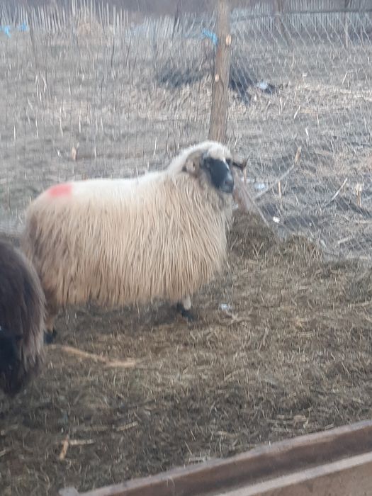 12 oi țurcane,8 țigăi,tinere