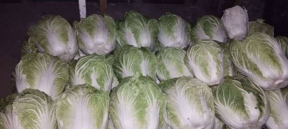 Салат, капуста пекинская