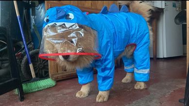 Дъждобран - яке за кучета