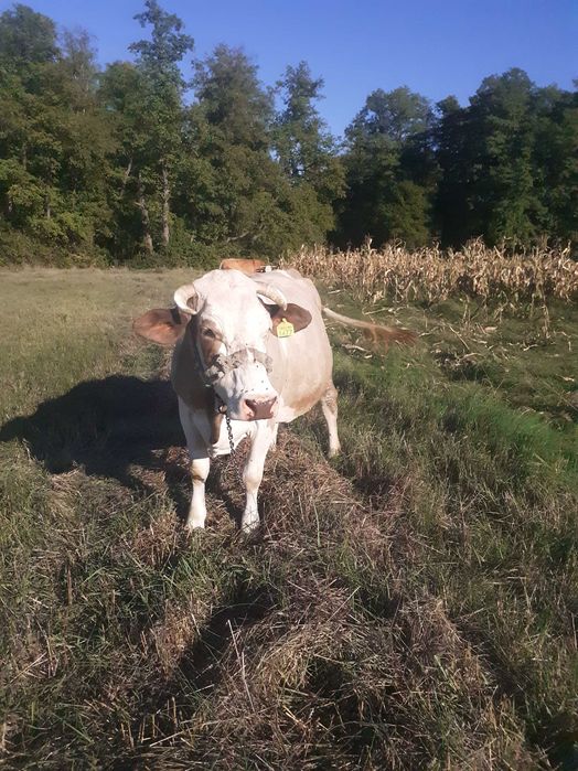 Vaca de lapte, gestanta
