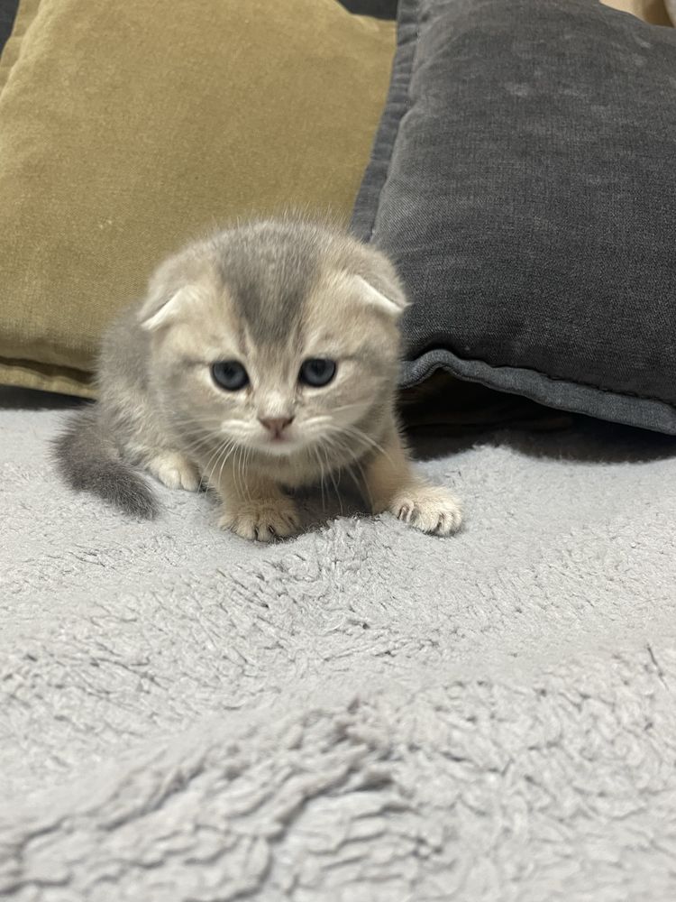 Котенок шиншилла