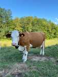 Vaca de vânzare mai multe detalii la telefon