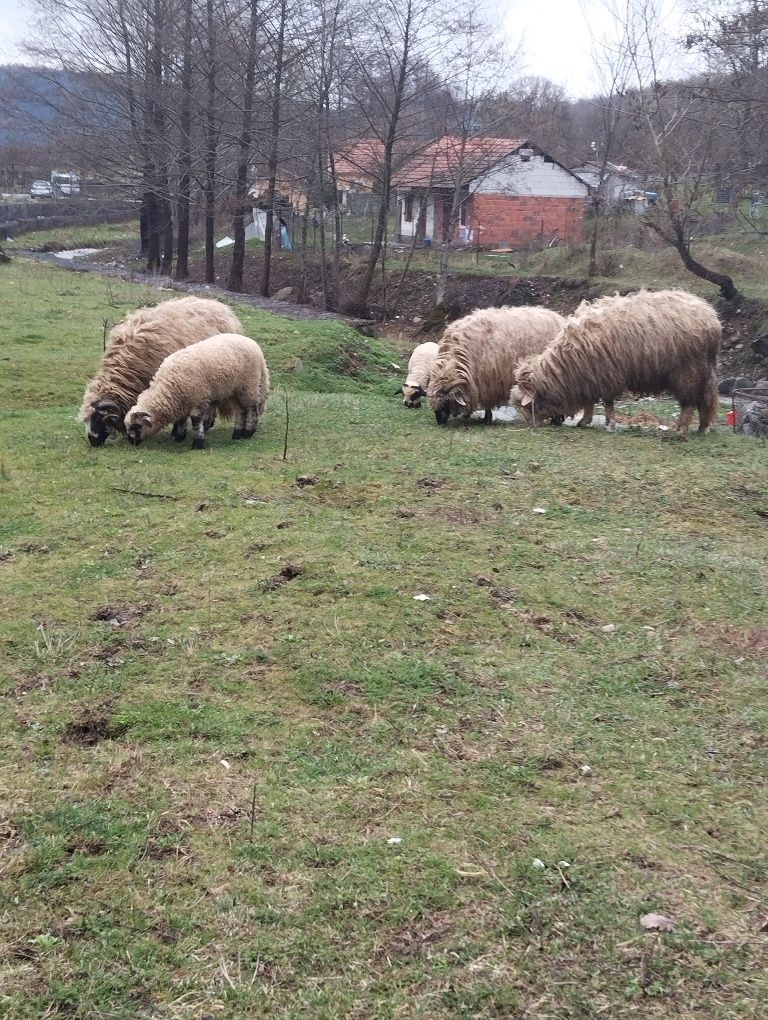Oi și miei de vanzare