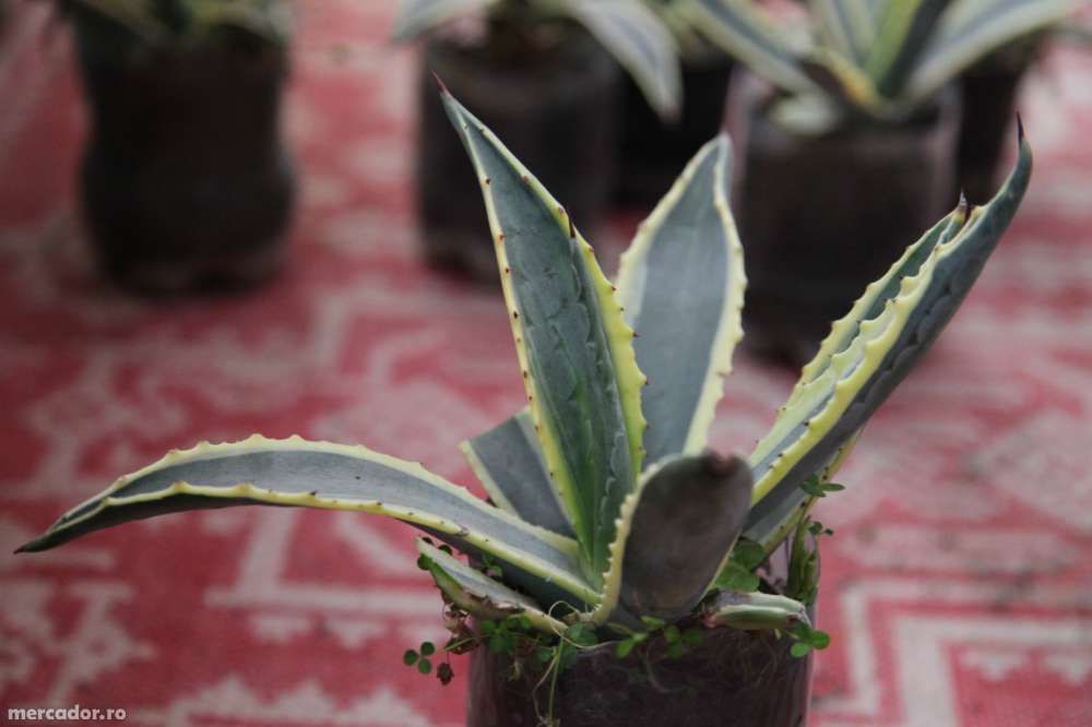 Plante Agave Americana 25 RON