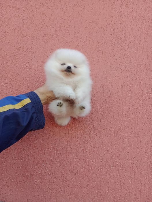 Бели Померани !!