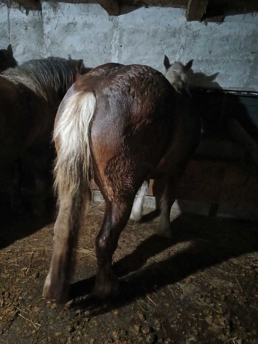 Mânze de doi ani de vânzare