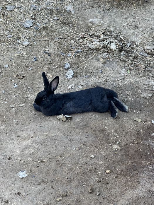 Quyonlar sotiladi erkak ayol hammasi soglom