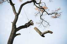 ARBORIST.RO - CLUJ NAPOCA - Toaletare arbori, Taiat arbori copaci pomi