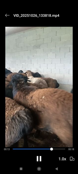 Qochqor qoylar exson va boqish uchun soyish xizmatizmatixam bo       r