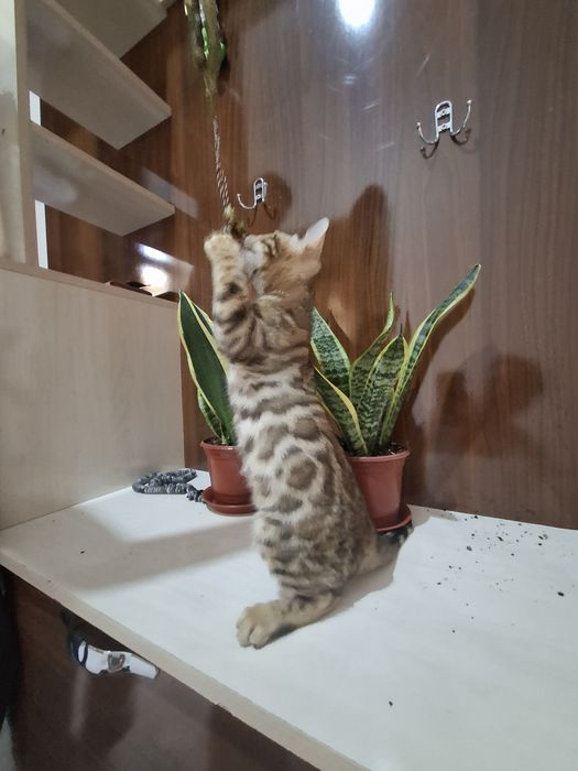 Продаётся бенгальский котёнок
