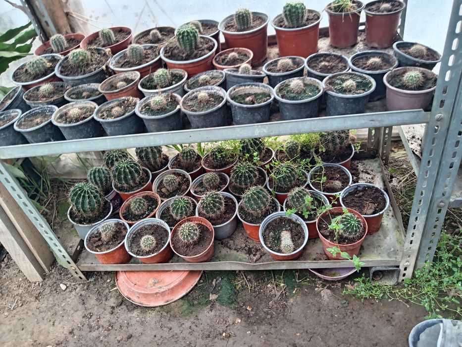 Vând cactuși, care înfloresc