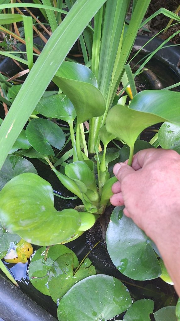 Продавам Воден зюмбюл, Воден хиацинт (Eichornia crassipes)