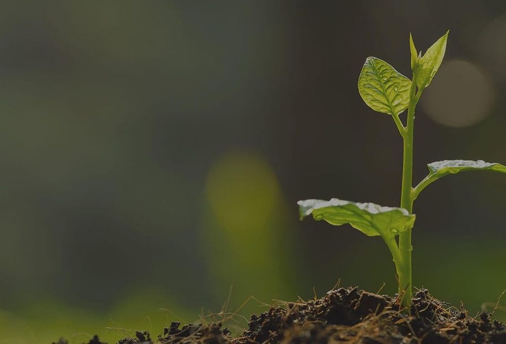 Универсальная почвосмесь > для саженцев, парников, теплиц, цветов и др