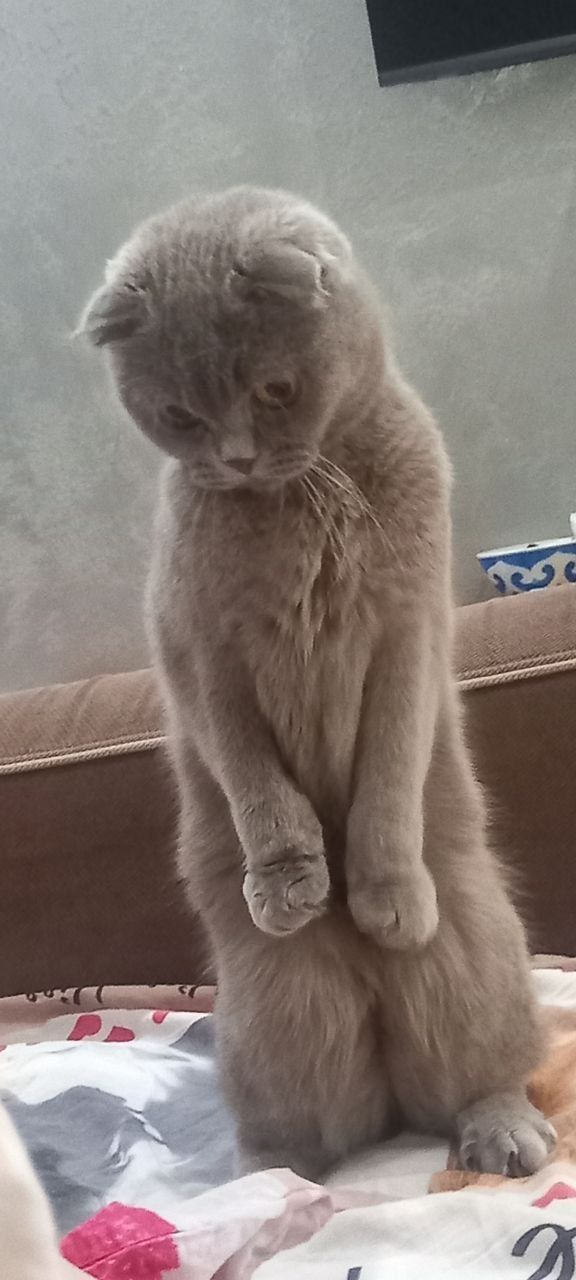 Кошечка, британка, даром