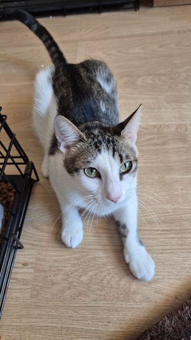 Greta pisica cauta familie