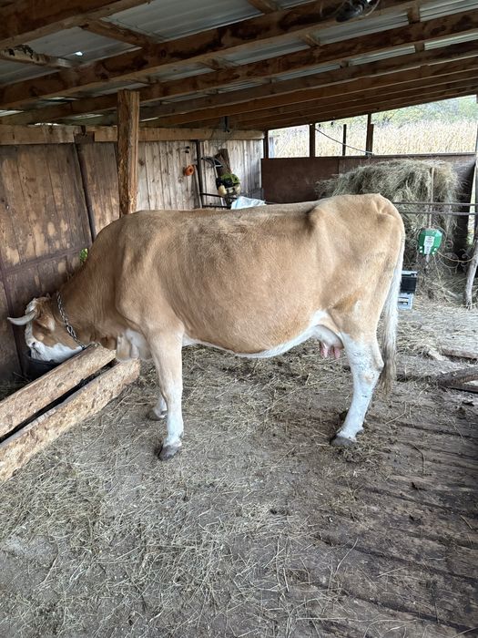 Vand vaca baltata cu vitea