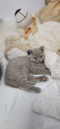 Pisici british shorthair și scotish fold