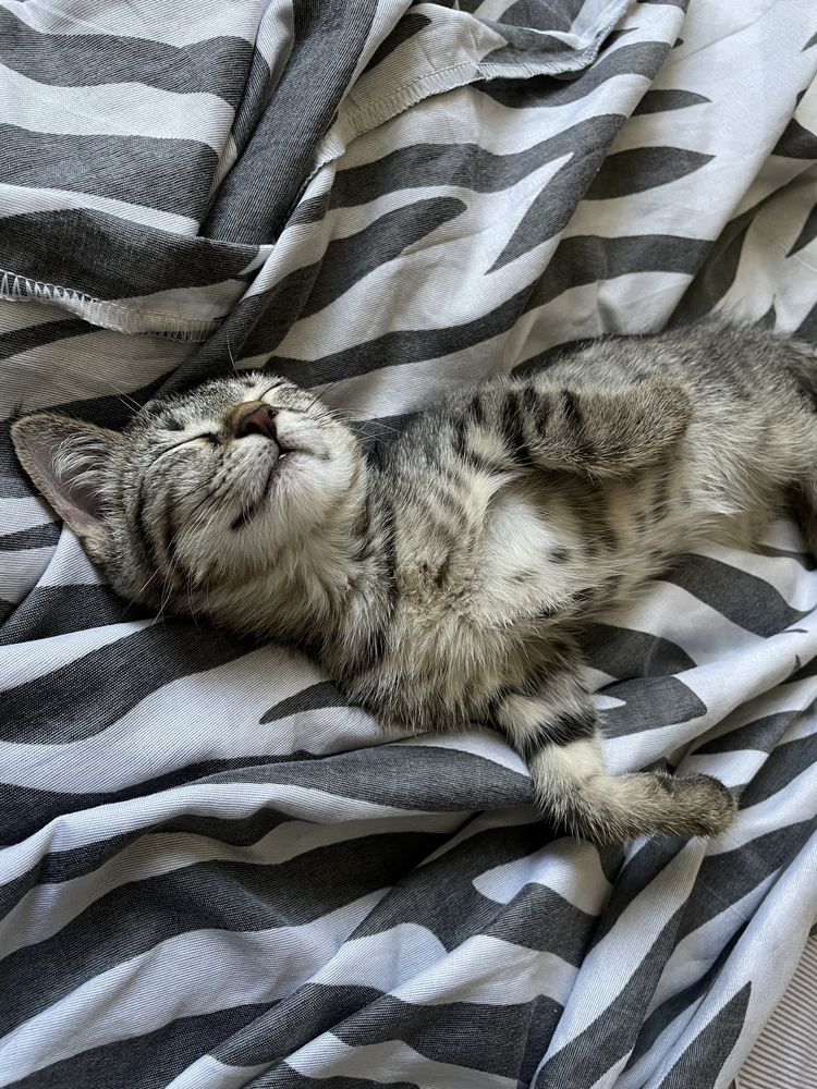 Отдам котёнка в хорошие руки