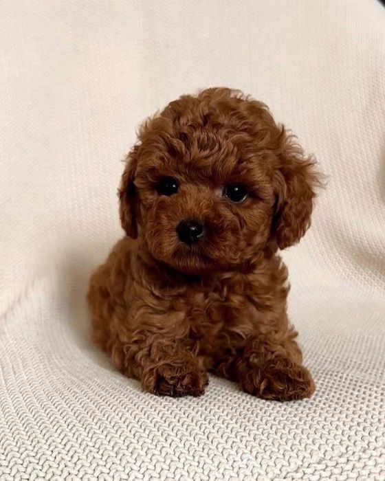 Vânzare pui Pudel roșcat – rasa pura, calitate garantată