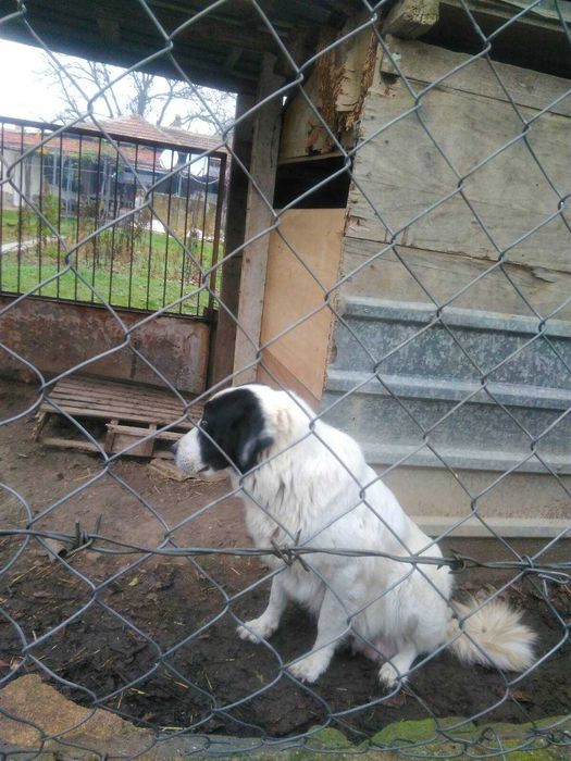 Каракачански кученца