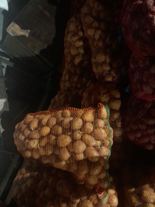 Cartof consum de vanzare