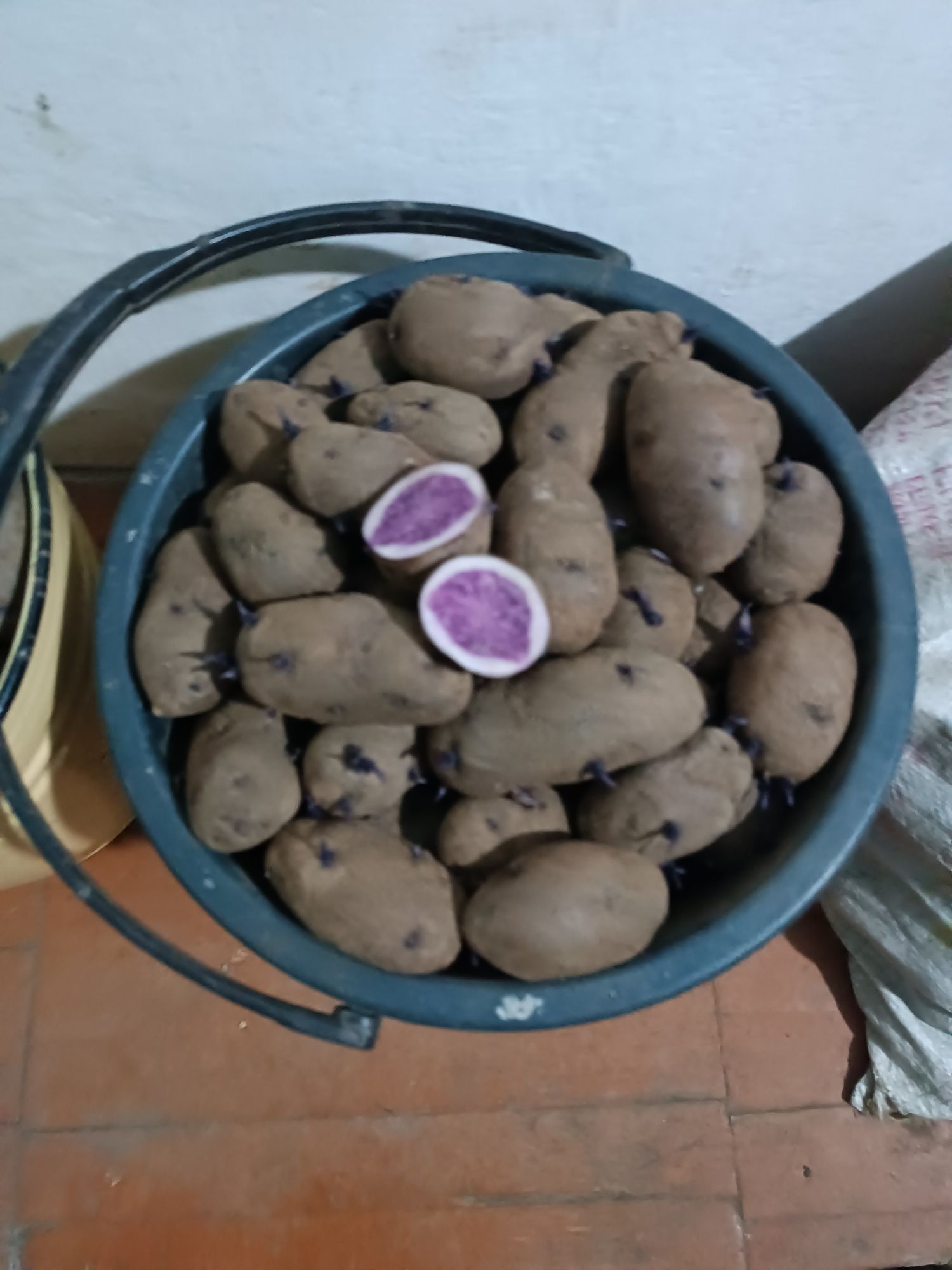 Картофель на рассаду